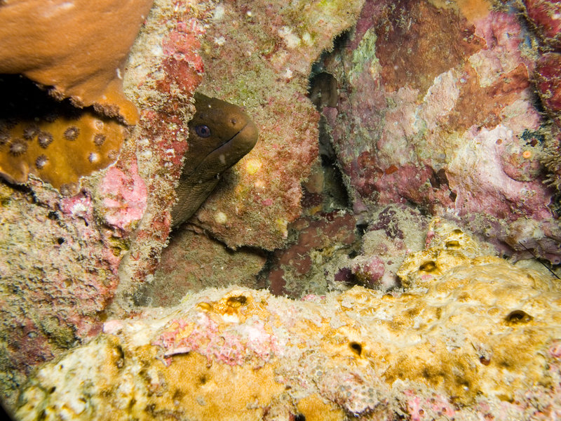 Moray eel